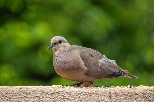 Columbidae - Columba livia - pomba - p&aacute;ssaro
