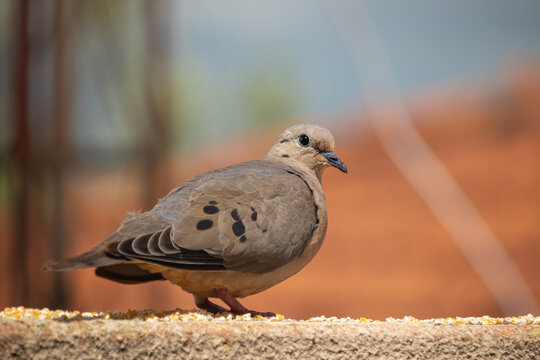 Columbidae - Columba livia - pomba - p&aacute;ssaro