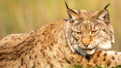 Fototapeta premium portrait of a lynx