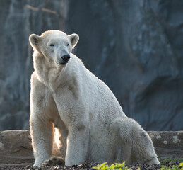 white polar bear