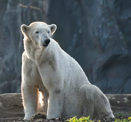 Foto op Plexiglas white polar bear © jwan
