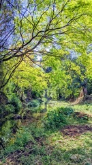 Fototapeta premium Forest