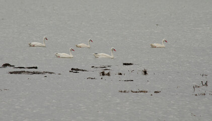 yellow-billed white ducks swimming in a lake