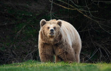 Fototapeta premium brown bear