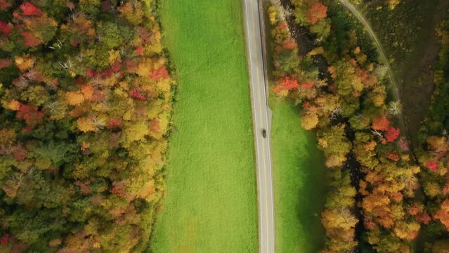 Aerial top down 4k view of back car driving on country road, fall foliage forest