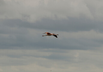 lonely flamingo flying with clouds in the background