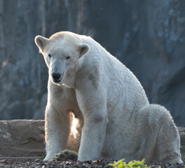 polar bear in zoo