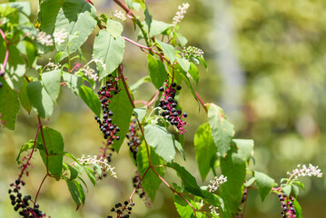 A cluster of Pokeweed berries, American pokeweed