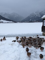 winter in the mountains