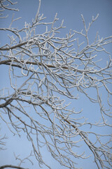white frost on the branches in a snowy winter forest during the day