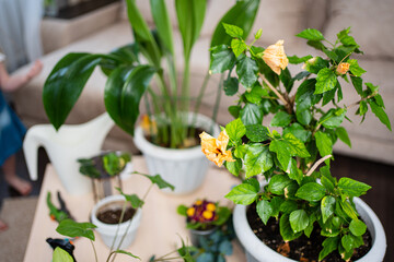 indoor flowers and seedlings for transplanting. care for home flowers