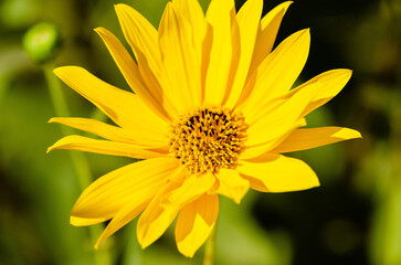 Close up of a yellow flower