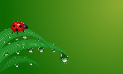 Vector illustration of sparkling fresh morning dew and ladybug on grass, on green background, as template or background, nature theme and welcome to spring. © Arif_Vector