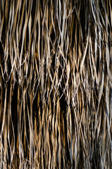 Dry palm tree trunk texture