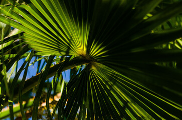 Palm tree leaves in the shadow
