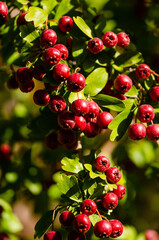 Close up of a bunch of red berries