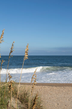 Sea Oats on the Beach