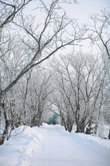 white frost on the branches in a snowy winter forest during the day