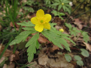 Nahaufnahme eines gelben Buschwindröschens