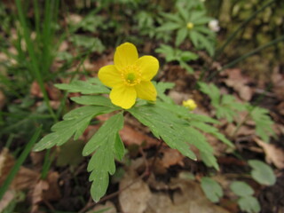 Nahaufnahme eines gelben Buschwindr&ouml;schens