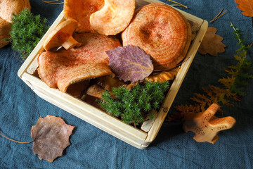 Still life on autumn theme: mushrooms in wooden box, wooden toy in shape of hare, moss on blue woven napkin. Fresh lactarius deliciosus mushrooms in wooden box