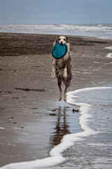 running and jumping border collie dog playing fetch with a toy in the ocean