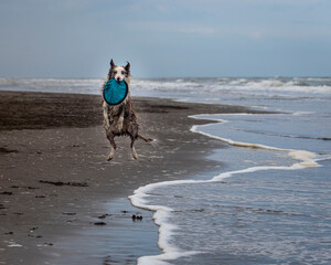 running and jumping border collie dog playing fetch with a toy in the ocean