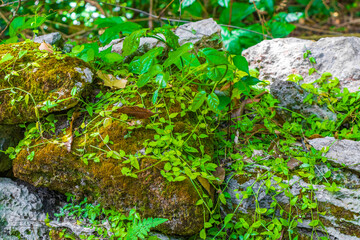 Tropical jungle plants trees rocks stones Muyil Mayan ruins Mexico.