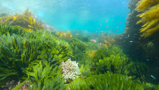 Moving over various algae seaweeds underwater in the Atlantic ocean, Spain, Galicia
