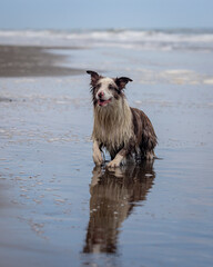 cute border collie dog lying in the wet sand on the beach