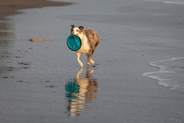 running and jumping border collie dog playing fetch with a toy in the ocean