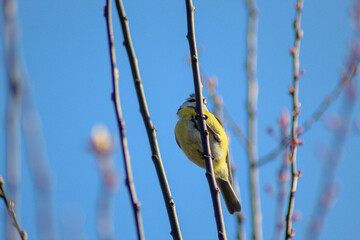 mésange bleue (cyanistes caeruleus) en europe posée sur une branches de prunier cerise en fleur (prunus cerasifera)	