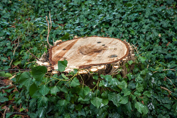 Stump of large tree cut down among ivy leaves