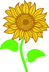 sunflower isolated on white