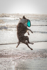 running and jumping border collie dog playing fetch with a toy in the ocean