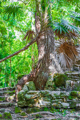 Tree roots grow through stones Mayan temple ruins Muyil Mexico.