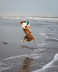 running and jumping border collie dog playing fetch with a toy in the ocean