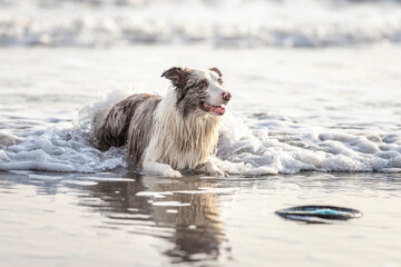 cute border collie dog lying in the wet sand on the beach