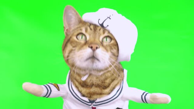 4K close-up portrait of Bengal cat dressed up in sailor costume on green screen isolated with choma key, real shot