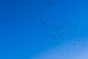 A lot of birds fly in a clear cloudless sky into the distance, spring abstract happy background, a symbol of freedom