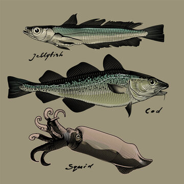 Vector image of commercial fish, cod, jellyfish and squid, style of engraving