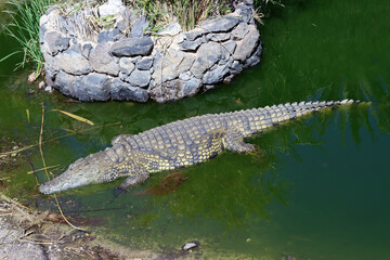 Nilkrokodile (Crocodylus niloticus) im Oasis Park