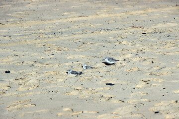 Sanderling (Calidris alba)