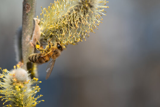 A small honey bee, at the side of the picture, hangs on a flowering branch of a willow, against a blue background