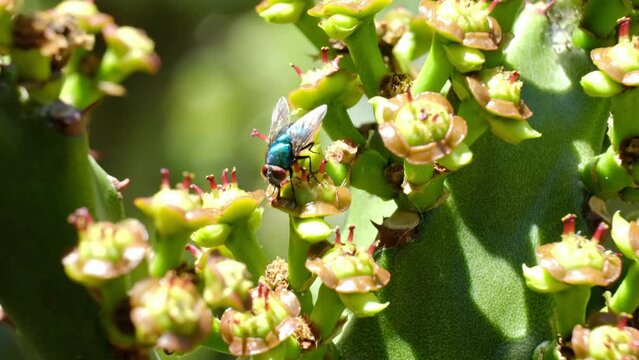 Fantastic macro shot of an insect crawling and sucking nectar on gorgeous flowers  
Close-up of a hoverfly on the exotic flowers of a spurge, Euphorbia Canariensis with pollen and Nektar &ndash; 4K Ultra H
