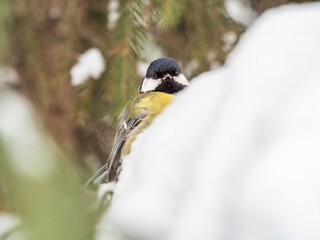 Cute bird Great tit, songbird sitting on the fir branch with snow in winter