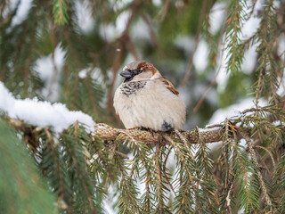 Sparrow sits on a fir branch with snow in winter