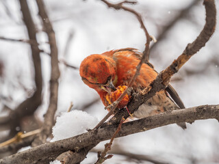 Red Crossbill male sitting on the tree branch and eats wild apple berries. Crossbill bird eats berries.