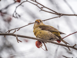 Red Crossbill female sitting on the tree branch and eats wild apple berries. Crossbill bird eats berries.