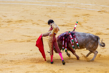 bullfighter in a bullfighting ring fighting a fatally wounded fighting bull. Pain and animal abuse...
